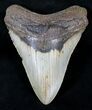 Megalodon Tooth - North Carolina #21312-1